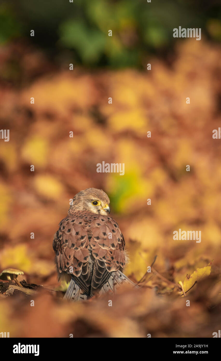 Turmfalke; Frau; Falco tinnunculus, unter bunten Blätter im Herbst, Stockfoto