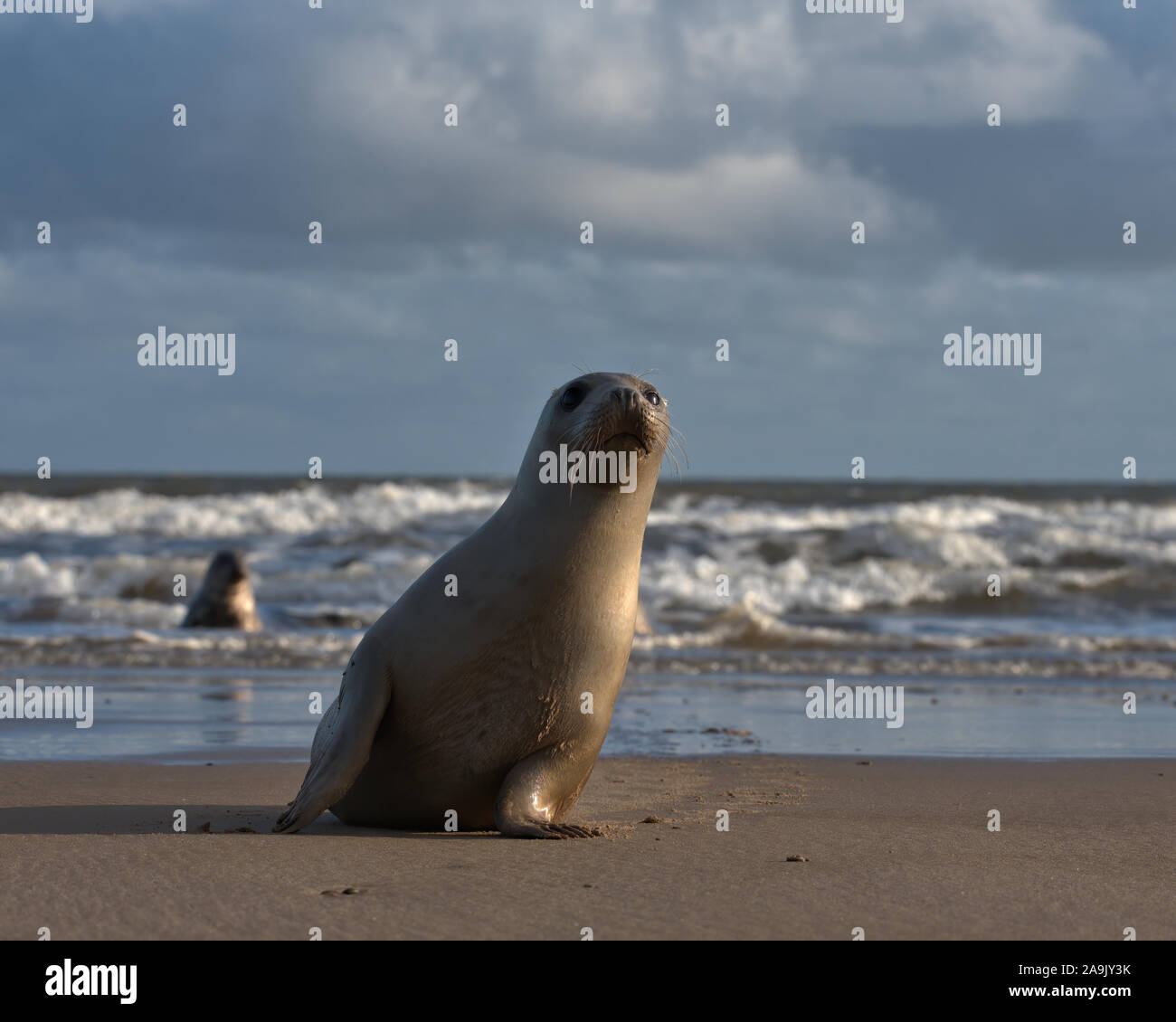Common/Seehunde am Strand mit Wellen im Hintergrund Stockfoto