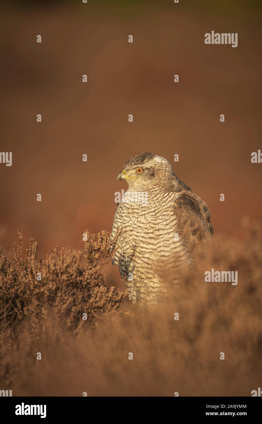 Northern Goshawk, Accipiter gentilison Suffolk Buschland mit Beute Stockfoto