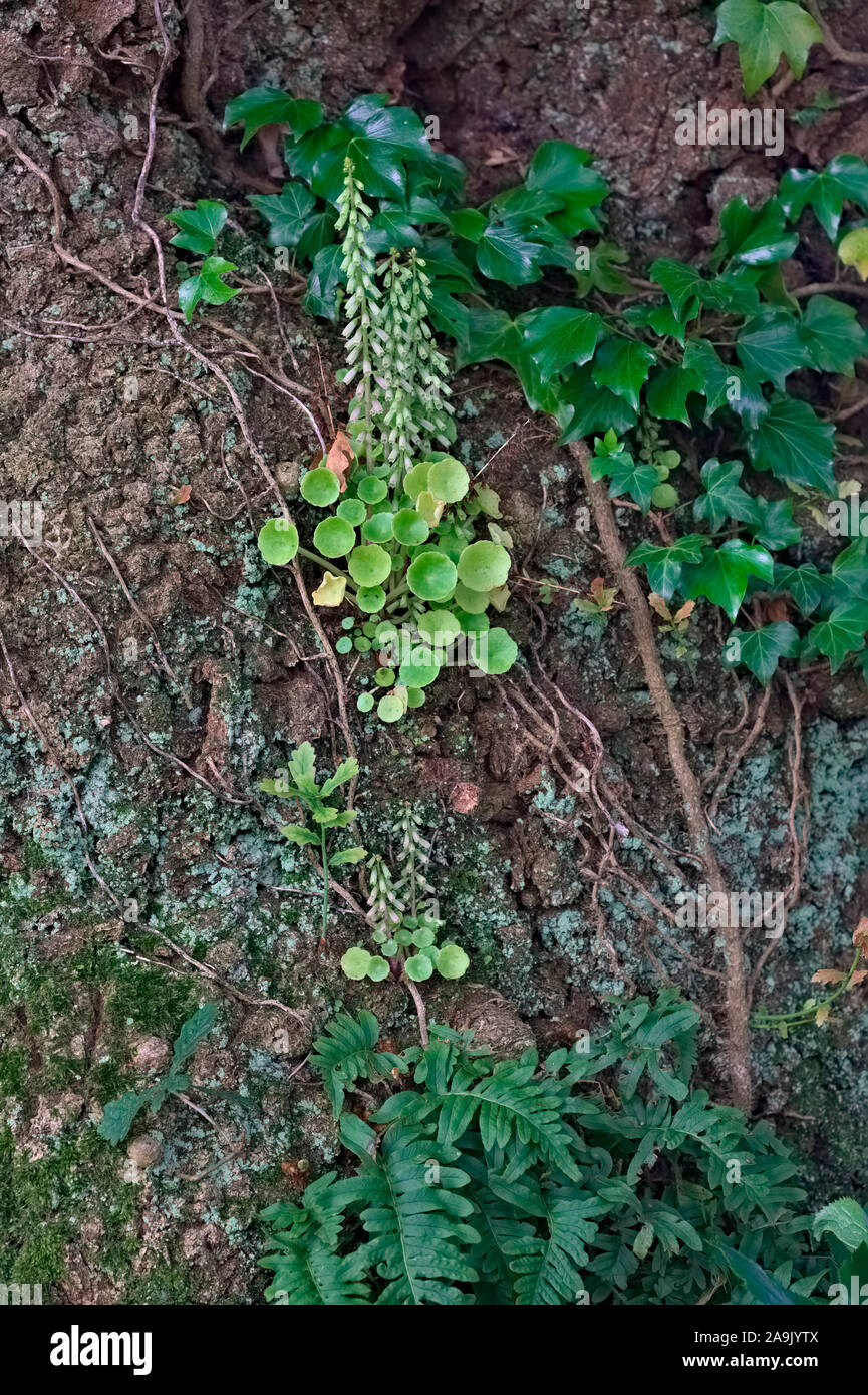 Pflanzen auf dem Stamm einer Eiche Quercus robur mit Wand Pennywort oder navelwort-Heterozygotie rupestris Stockfoto