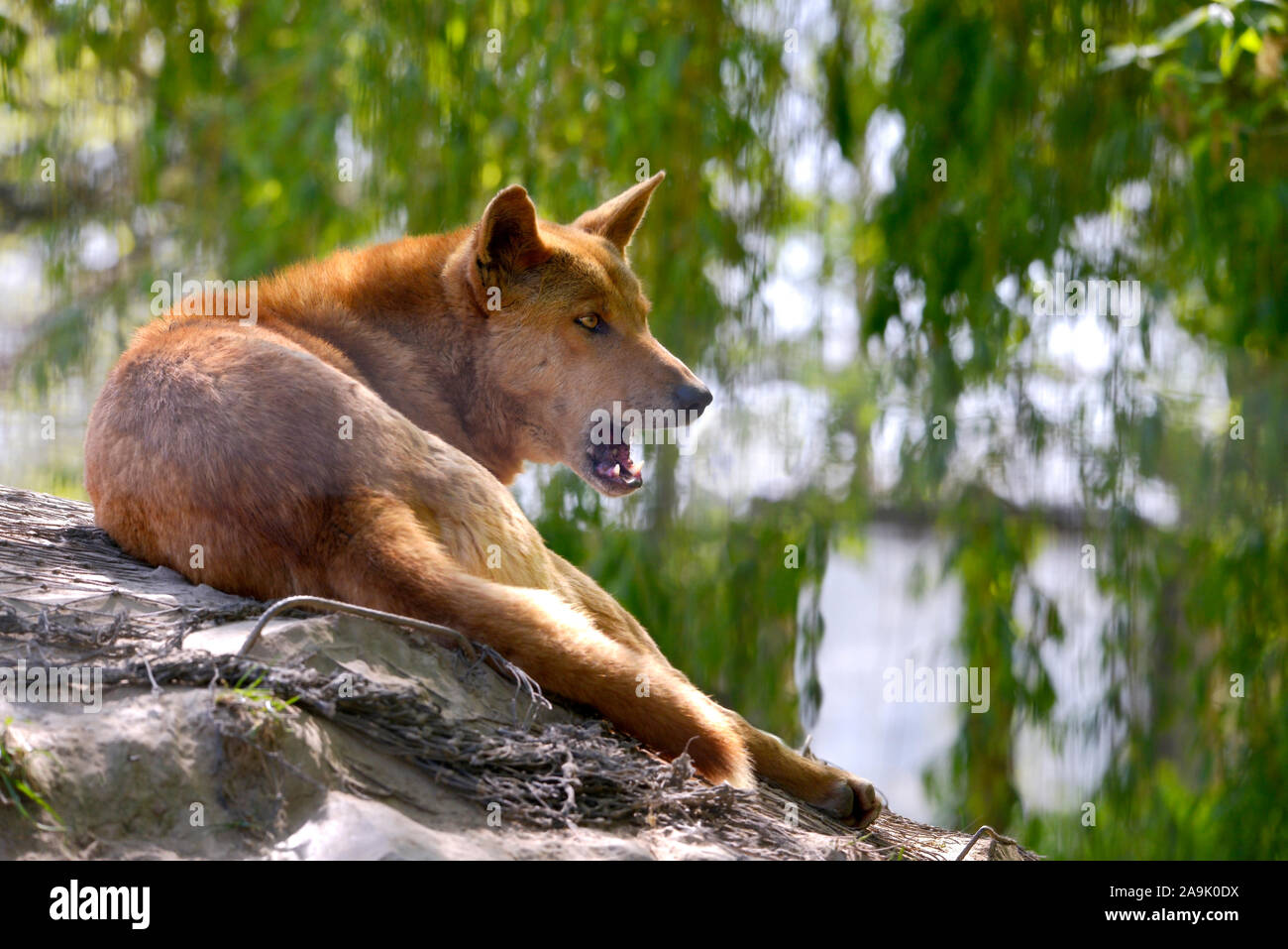 Dingo (Canis lupus Dingo) liegen auf Felsen mit dem offenen Mund Stockfoto