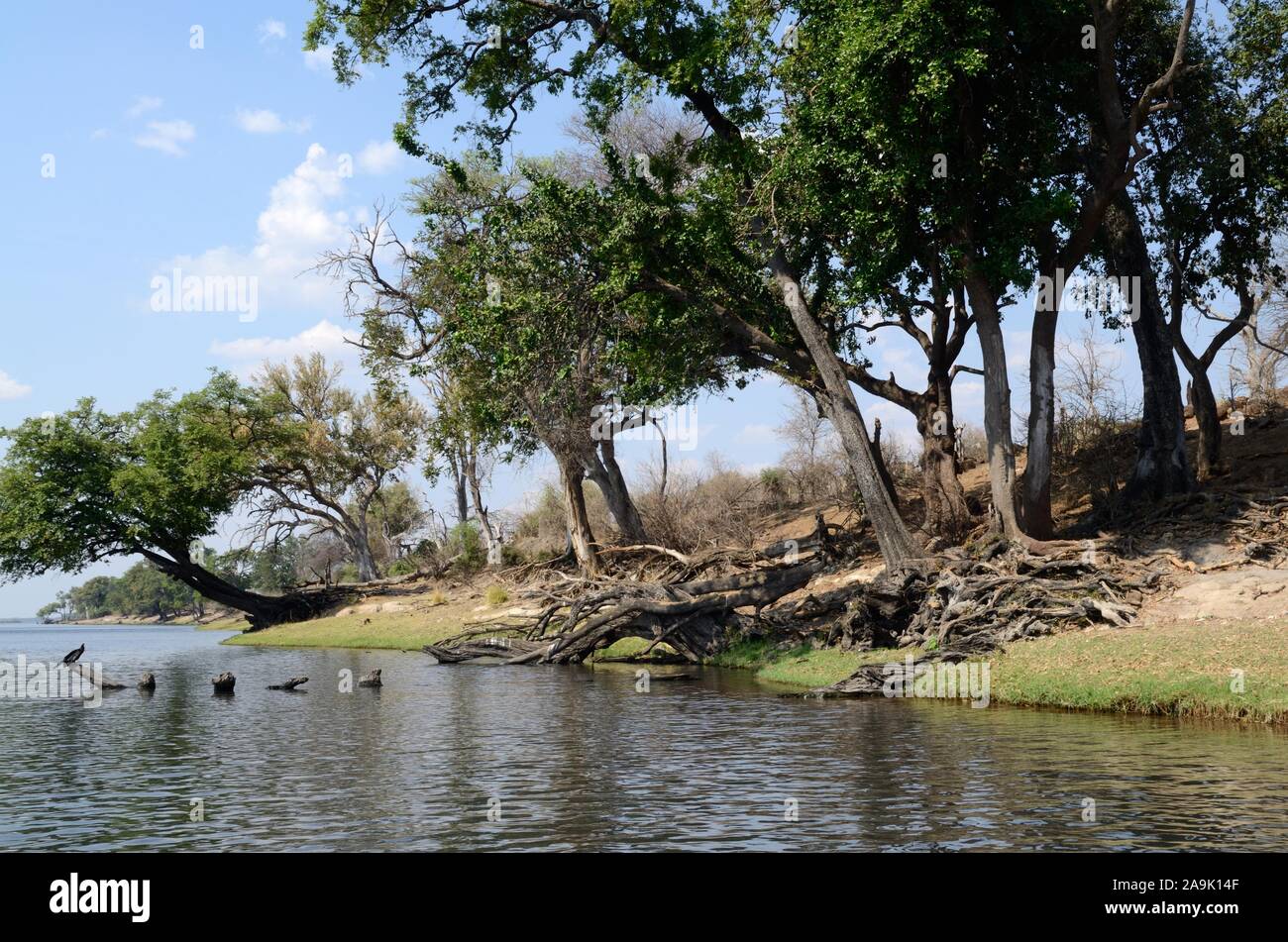 Baumwurzeln Bäume am Ufer des Okavango Botswana Afrika Stockfoto