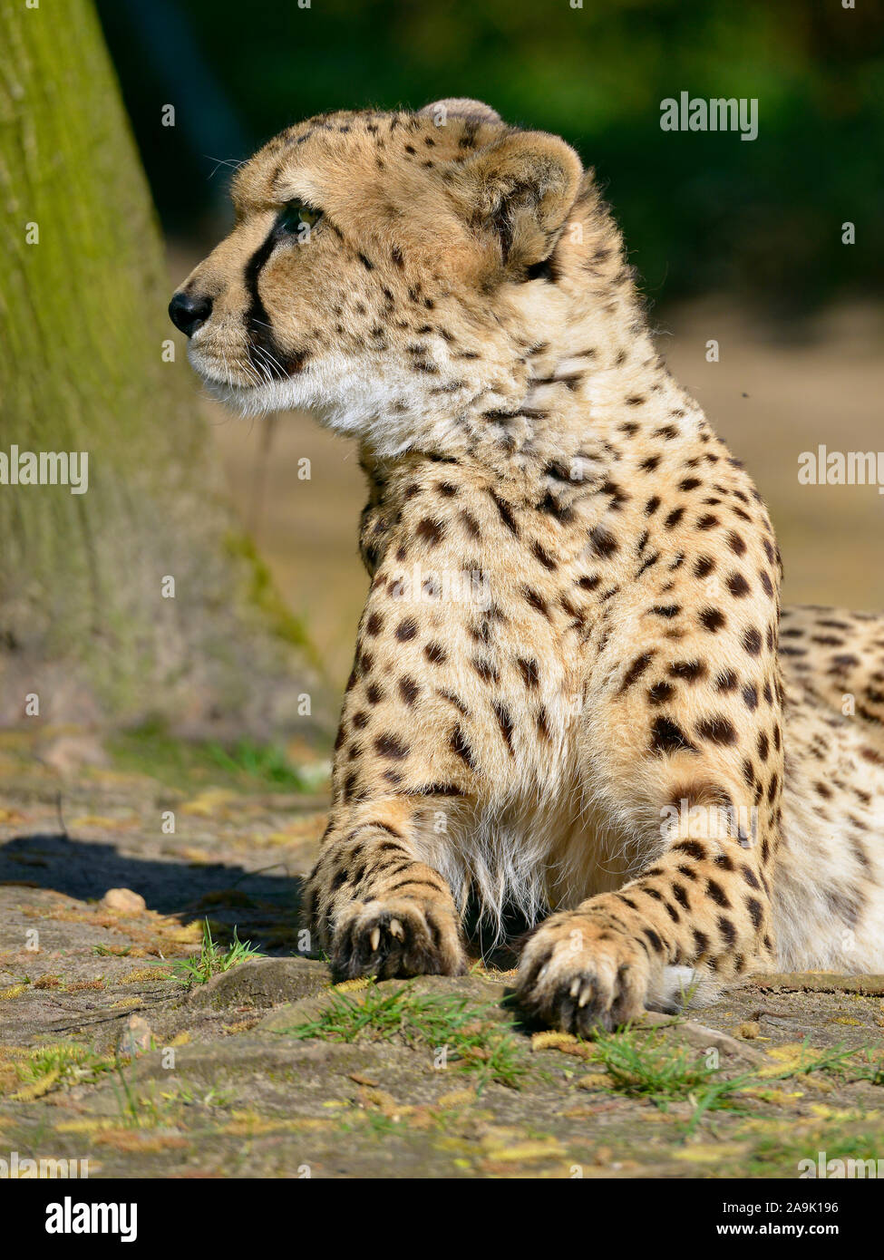 Closeup afrikanischen Geparden (Acinonyx jubatus) liegen auf dem Boden Stockfoto