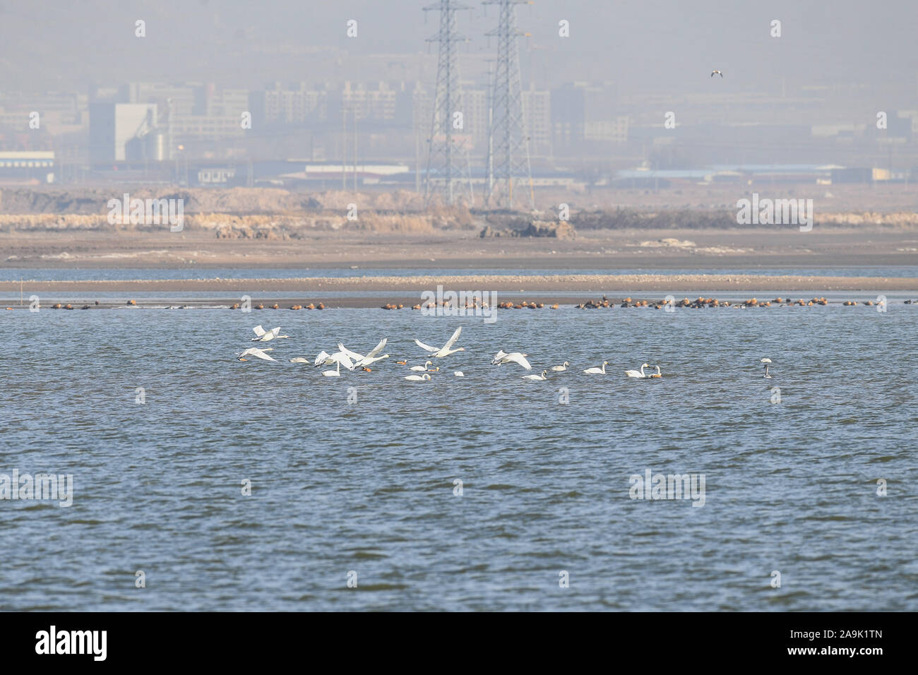 (191116) - HOHHOT, November 16, 2019 (Xinhua) - Foto aufgenommen am 07.11.16, 2019 zeigt Zugvögel am Stausee in Hailiu Tumd Links Banner im Norden Chinas Autonome Region Innere Mongolei. Eine große Zahl von Zugvögeln vor kurzem in den Behälter für eine Pause unterbrochen, bevor das Fliegen in den Süden. (Xinhua / Liu Lei) Stockfoto