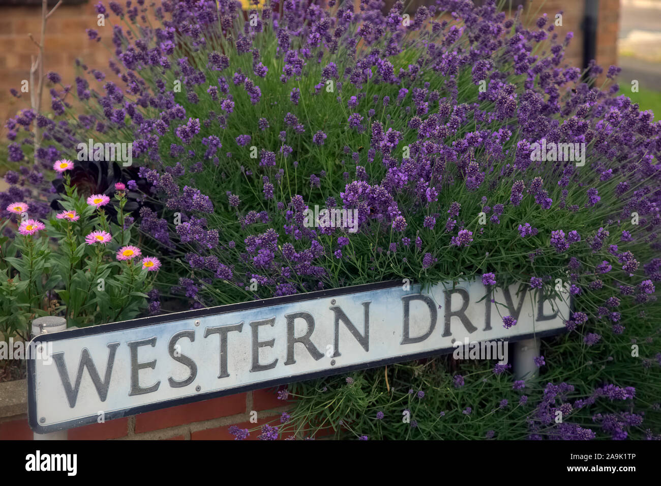 Lavandula angustifolia - Lavendel stolpern über eine s-Wand und street sign Stockfoto