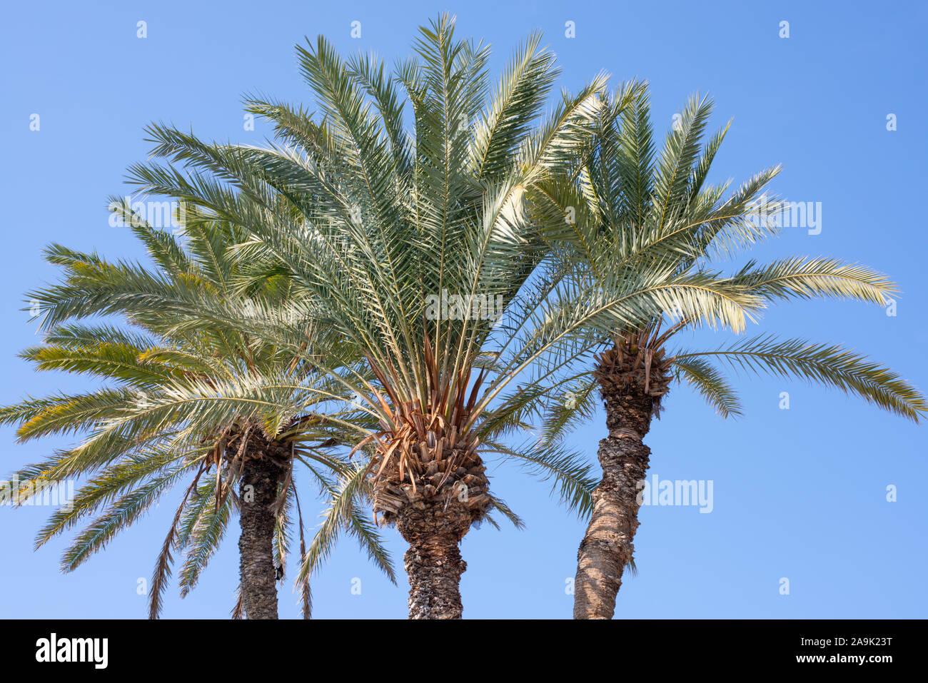 Palmen vor blauem Himmel Anzahl 3938 Stockfoto