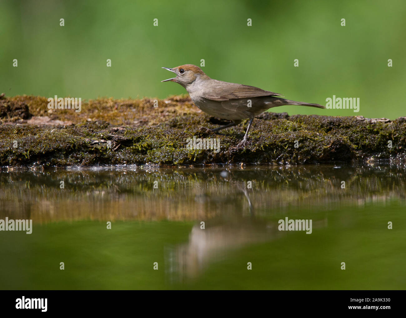 Mönchsgrasmücke (Sylvia artricapilla) weiblichen woodland Pool, Nationalpark Hortobágy, Ungarn Stockfoto