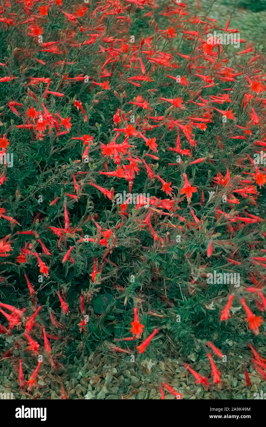 Zauschneria Californica Stockfotos Und Bilder Kaufen Alamy Zauschneria Californica Stockfotos Und Bilder Kaufen Alamy