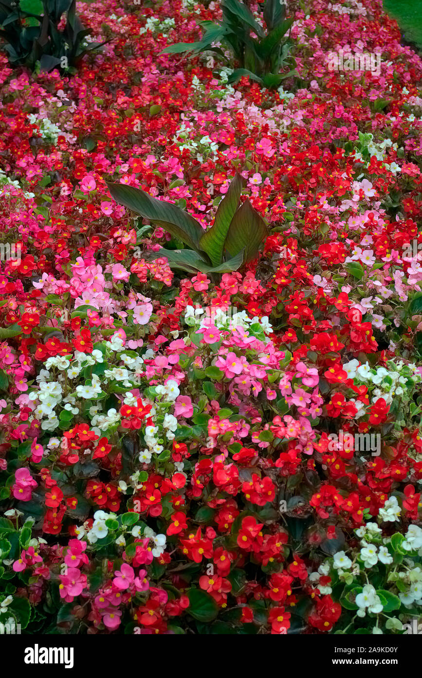 Begonia semperflorens in traditionellen Sommer amenity Betten Stockfoto