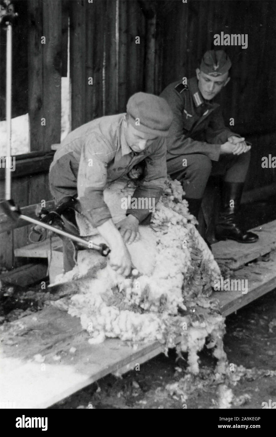 Ein Hirte Schere ein Schaf neben einem deutschen Soldaten, Italien Stockfoto