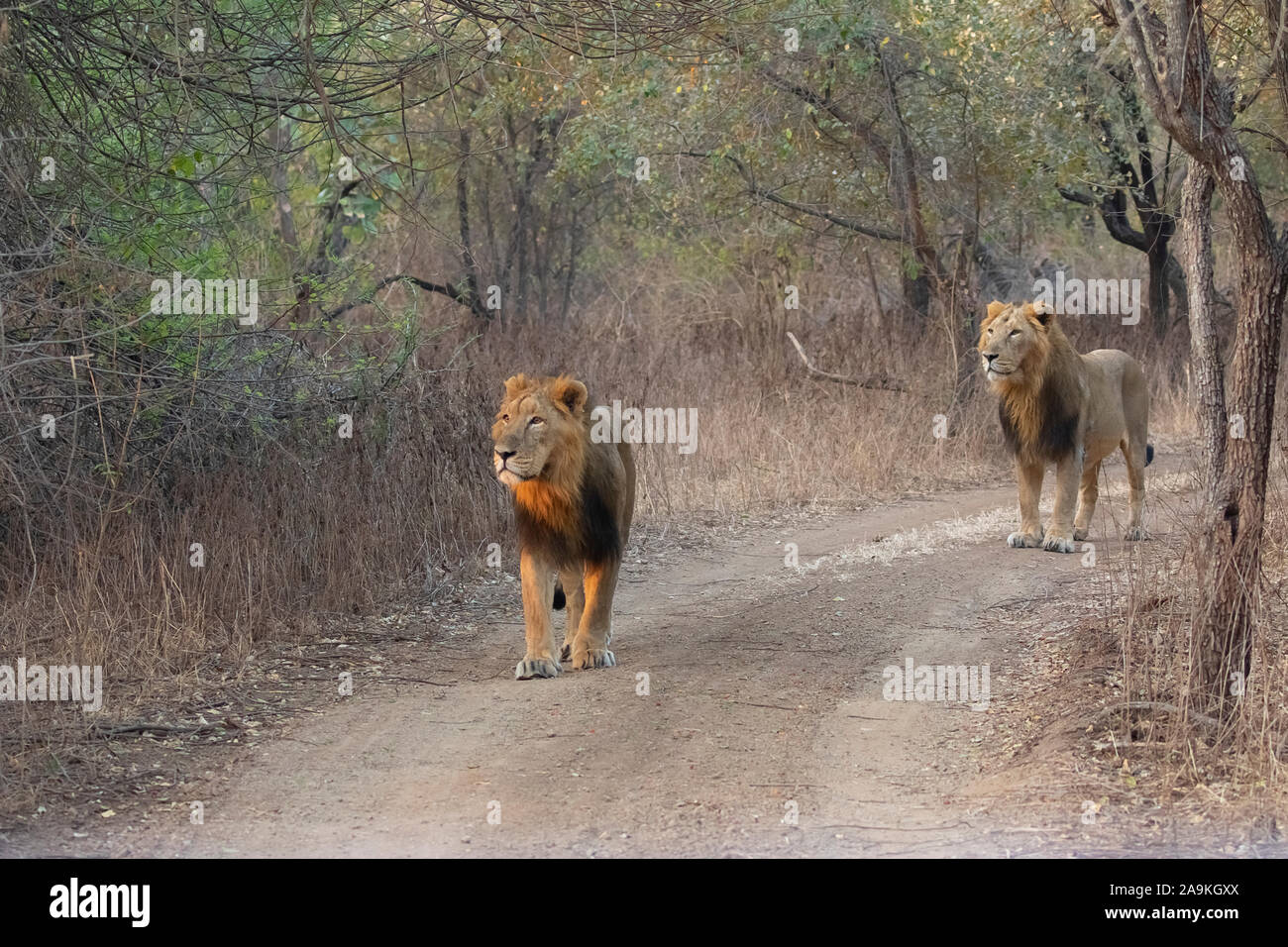 Asiatische Löwen in Habitat Stockfoto