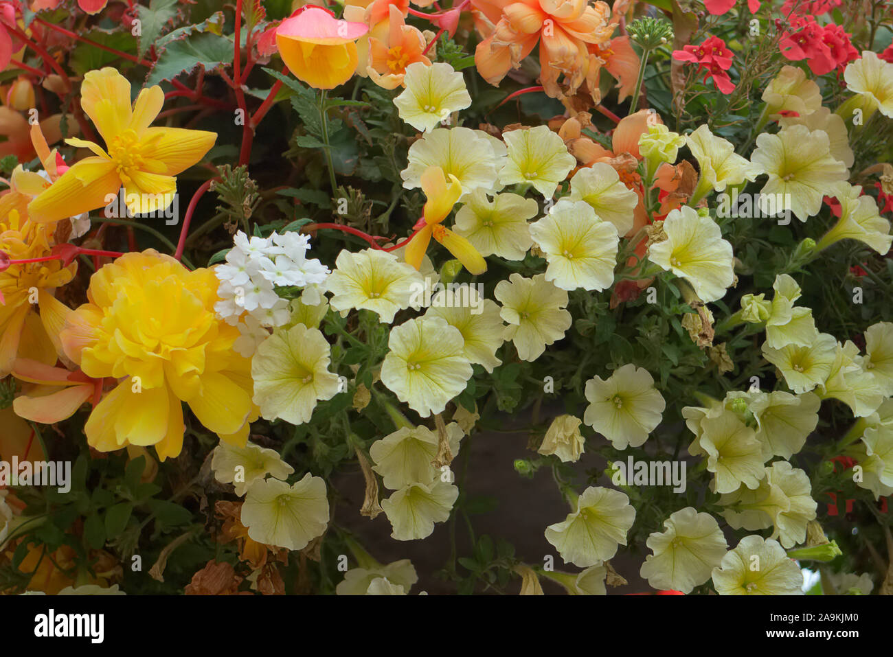 Blumenampel amenity Pflanzungen mit sorgfältig aufeinander abgestimmten Farben - Petunia surfinia 'Yellow Dream', Eisenkraut - Weiß, Diascea - Lachs, Begonia - Rot Stockfoto