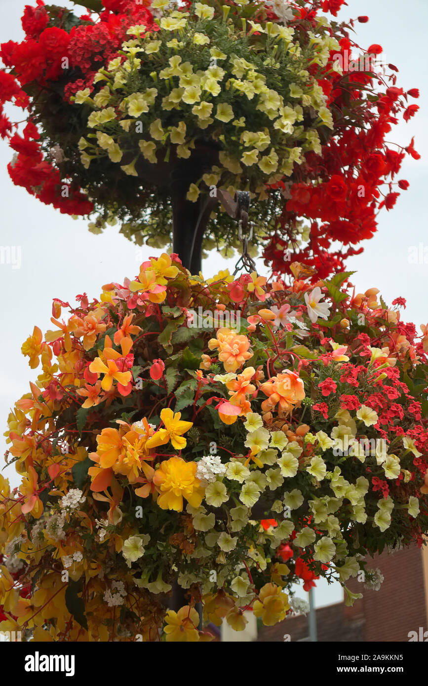Blumenampel amenity Pflanzungen mit sorgfältig aufeinander abgestimmten Farben - Petunia surfinia 'Yellow Dream', Eisenkraut - Weiß, Diascea - Lachs, Begonia - Rot Stockfoto