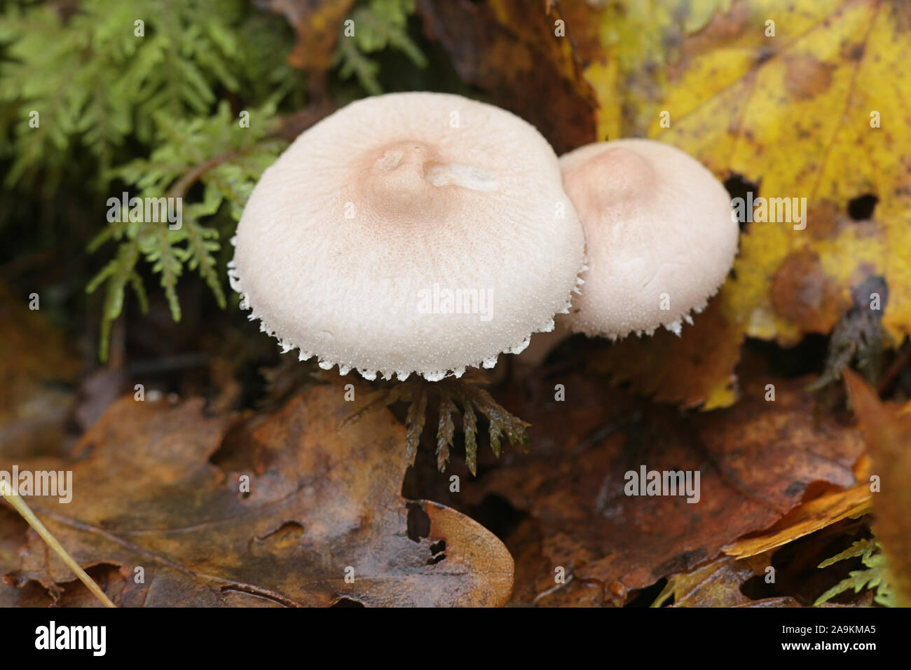 Cystoderma carcharias, wie Pearly Powdercap, wilde Pilze aus Finnland bekannt Stockfoto