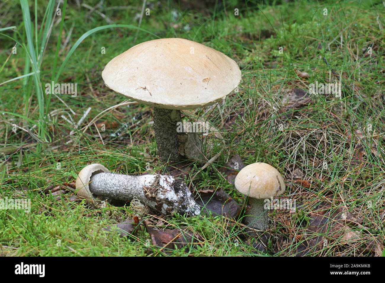 Leccinum versipelle, auch bekannt als Steinpilze testaceoscaber oder die orange Birke bolete, essbare Pilze aus Finnland Stockfoto