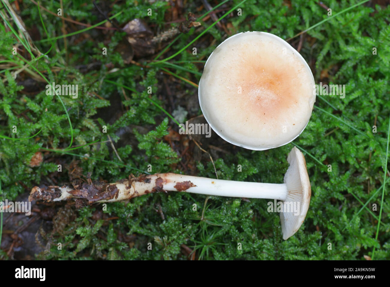 Rhodocollybia maculata, wie beschmutzt Toughshank, wilde Pilze aus Finnland bekannt Stockfoto