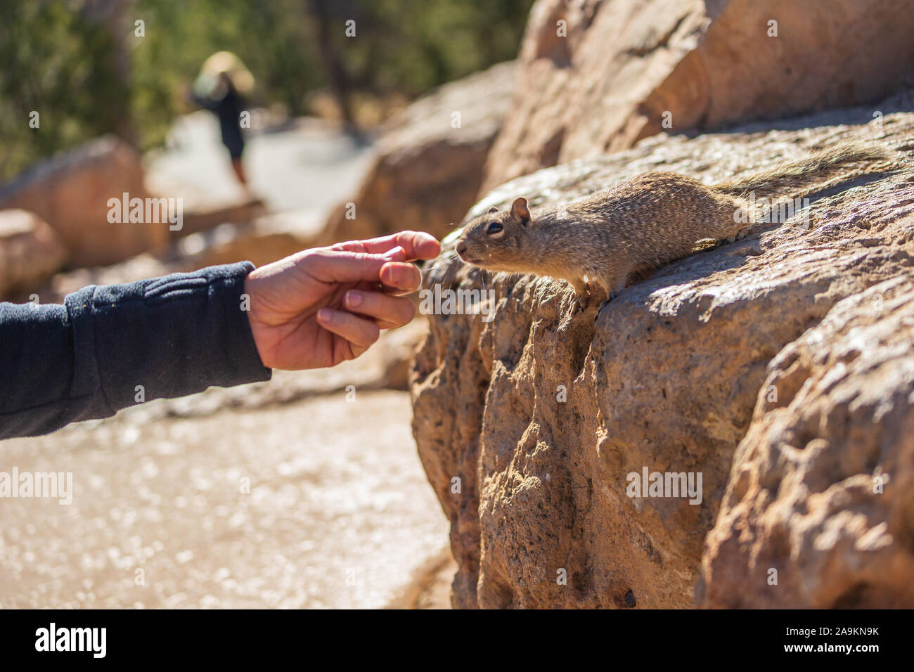Hand Fütterung von squirell im Grand Canyon Stockfoto