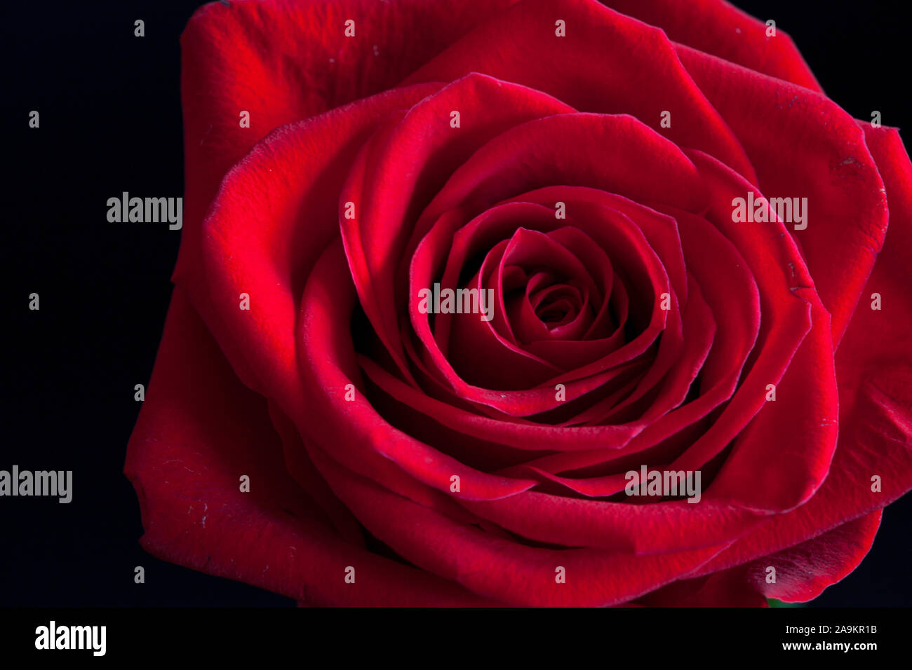 Nahaufnahme einer roten Rose. Makrofotografie Stockfoto