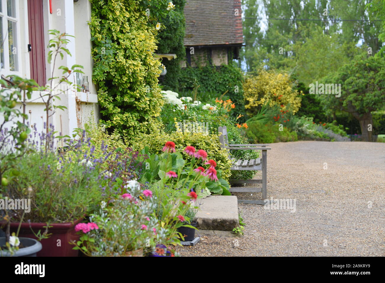 Lavendelfarm in Kent Stockfoto