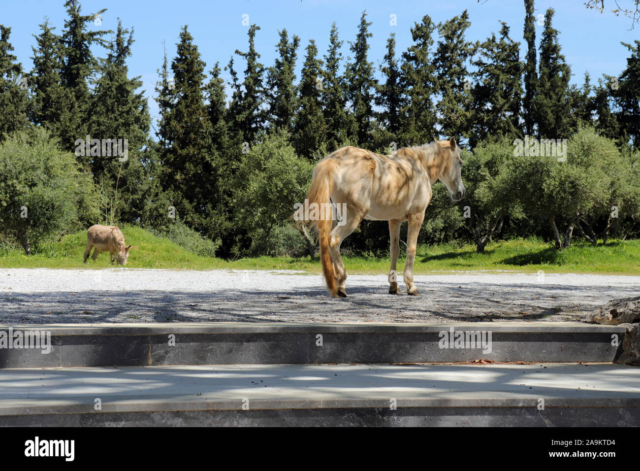 Wild Horse in Kreta Landschaft Stockfoto