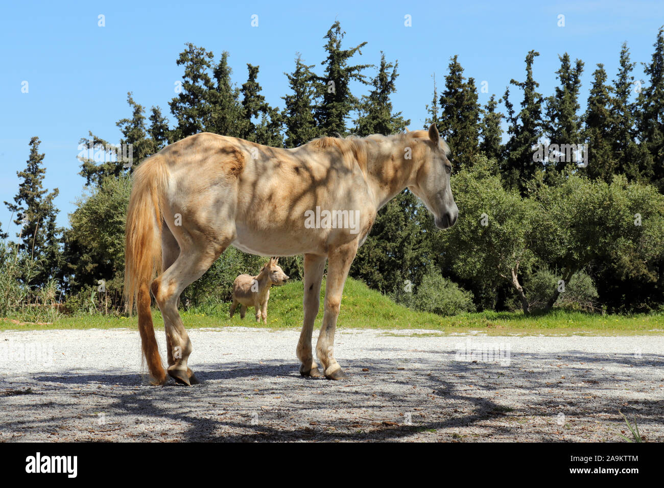 Wild Horse in Kreta Landschaft Stockfoto