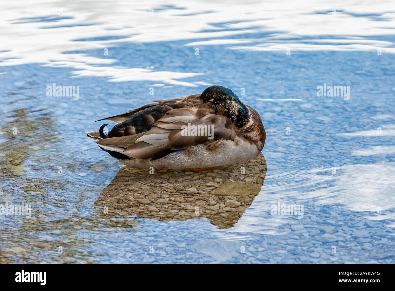 Eine Wildente verbarg seinen Schnabel in Federn und liegt bewegungslos auf dem Wasser von einem transparenten Bergsee Stockfoto