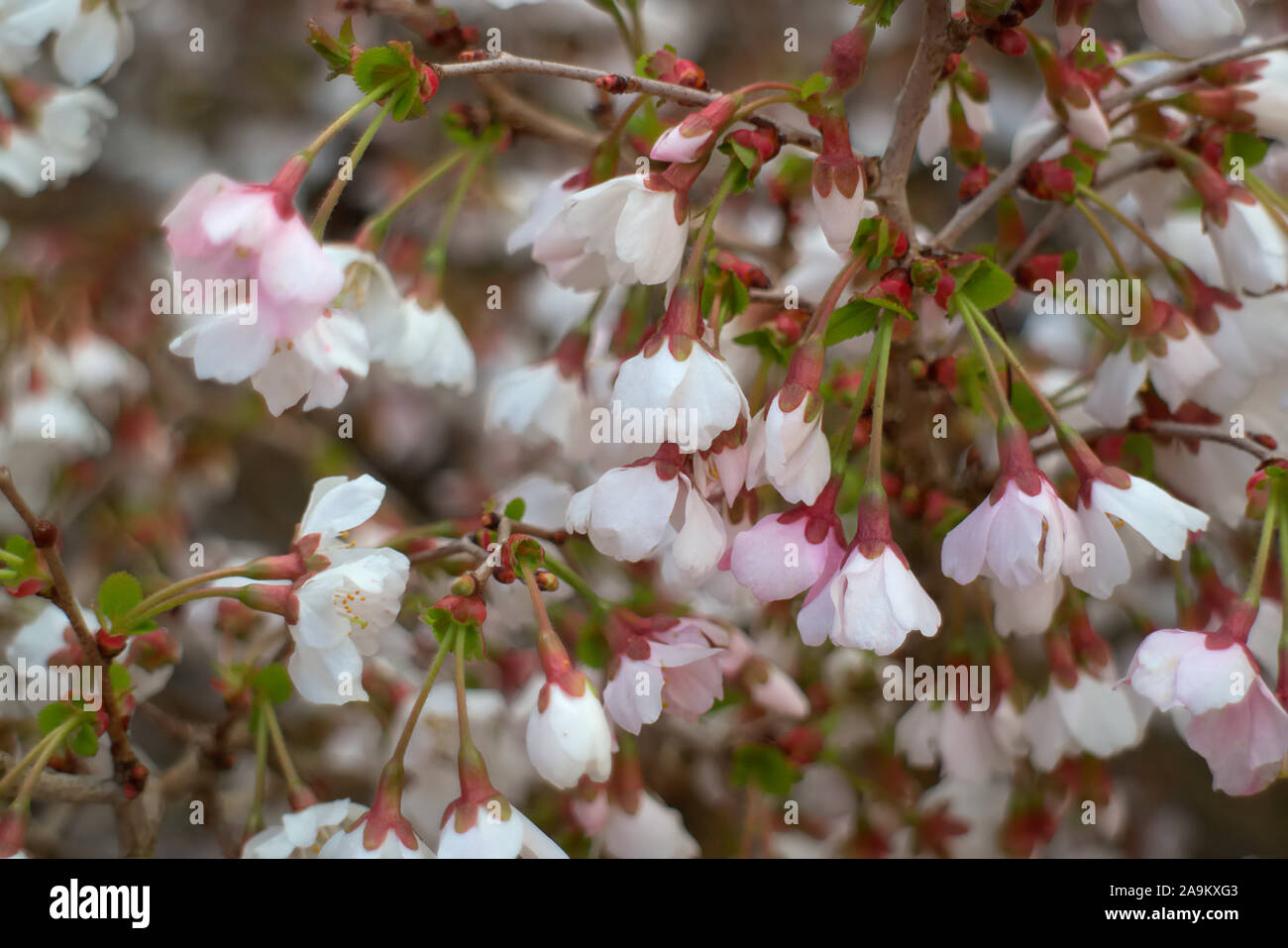 Prunus incisa 'Kojo-no-Mai'AGM Stockfoto