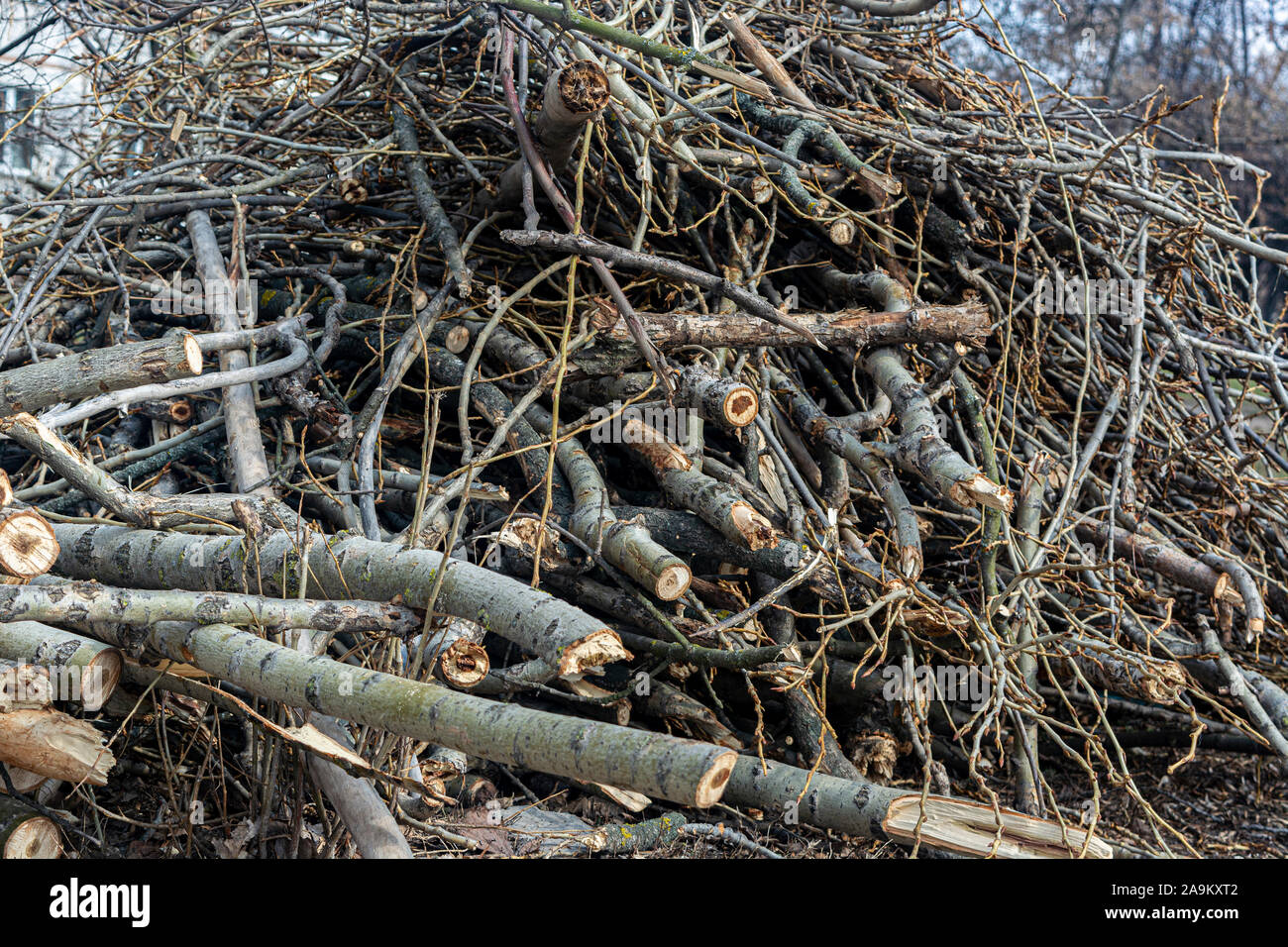 Holz Äste liegen auf dem Boden. Äste close-up Stockfotografie