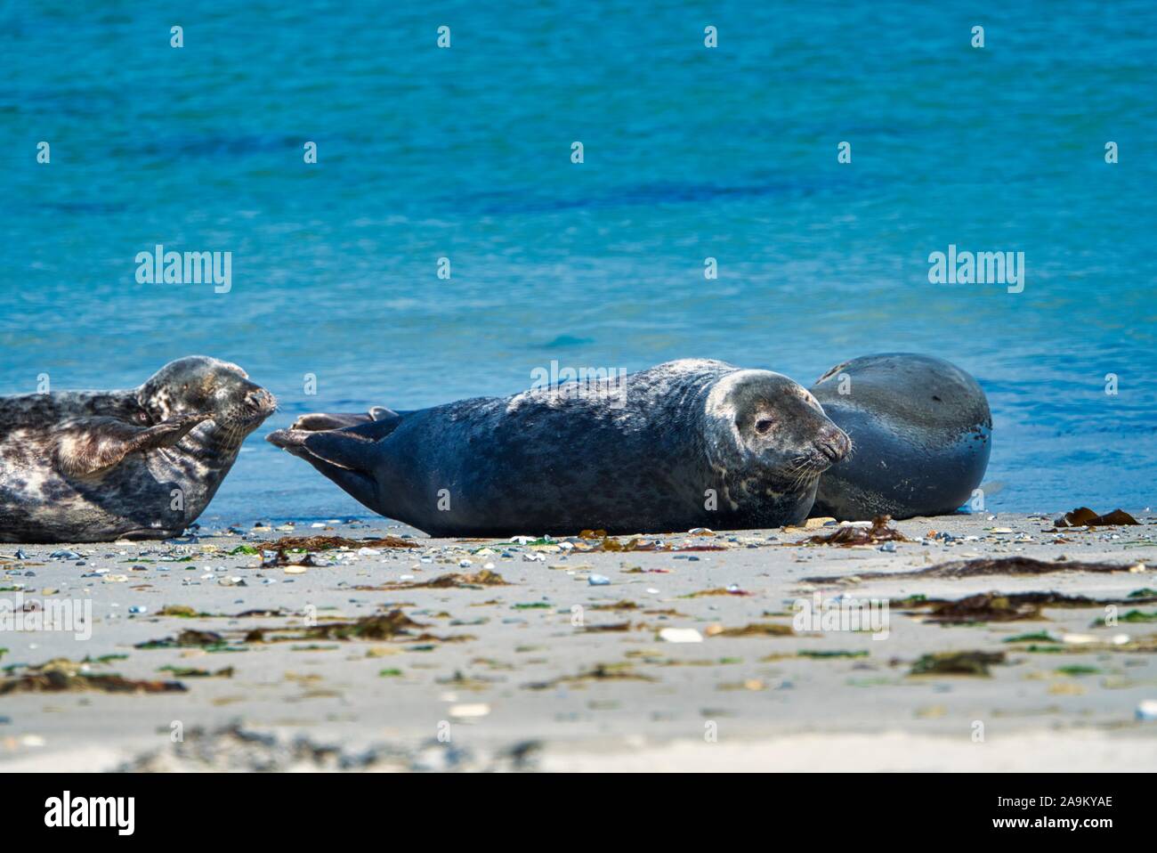 Wijd Grau Dichtung am North Beach von Helgoland - Insel Düne ich - Nordsee - Deutschland Stockfoto