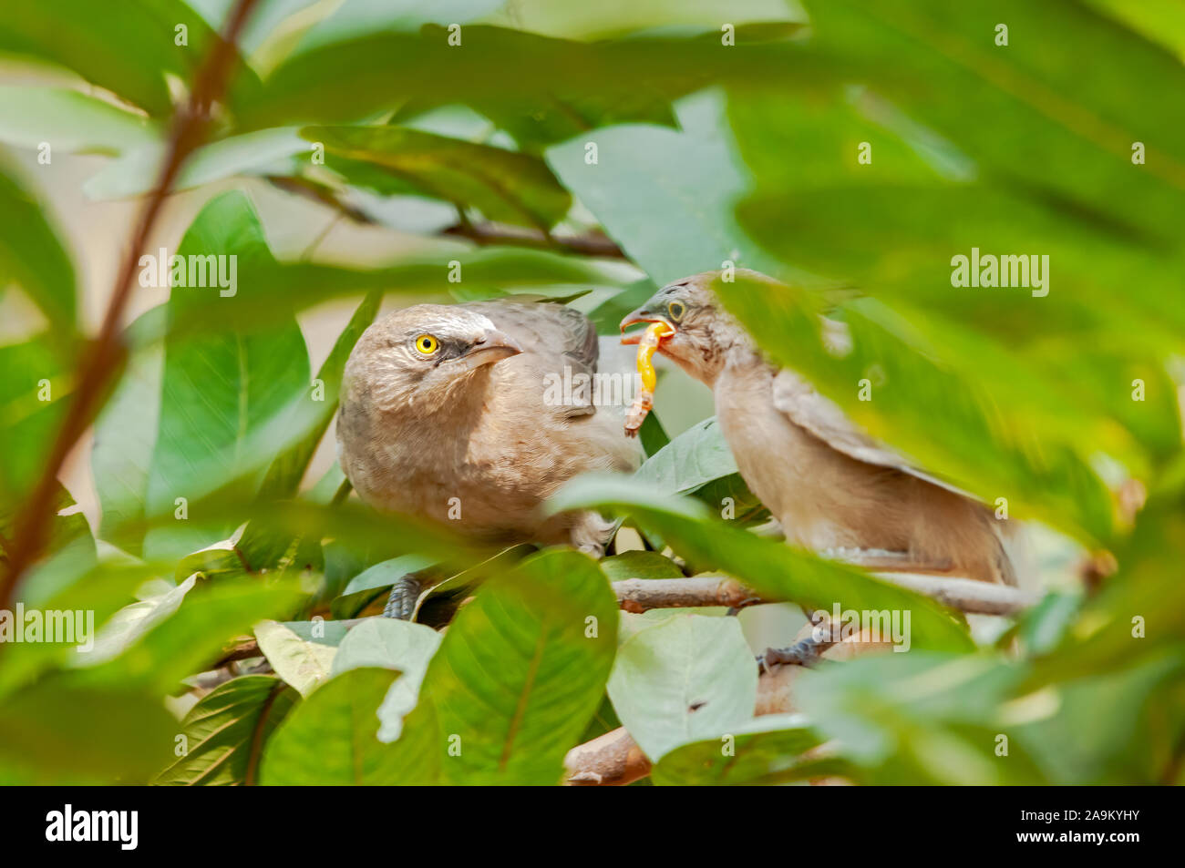 Große graue Schwätzer Fütterung Küken auf einem Baum Stockfoto