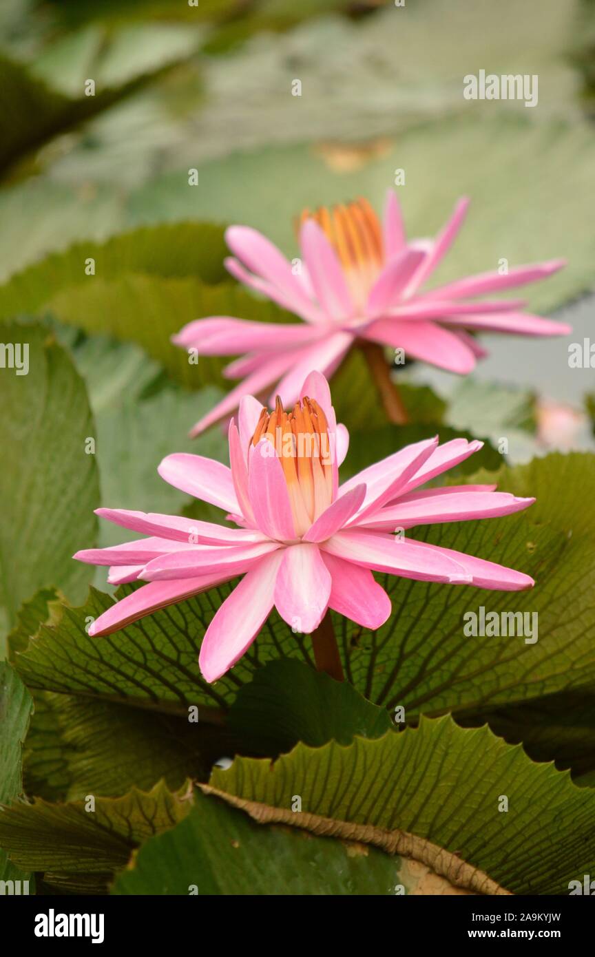 Rote wasserlilly Stockfoto