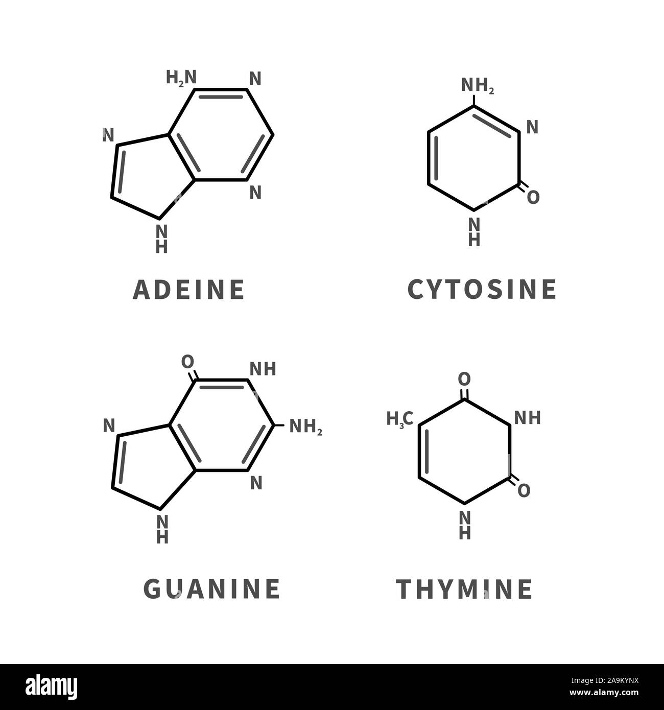 Satz von chemischen Strukturen von Adeine, Cytosin, Guanin und Thymin, vier Nukleinbasen, einfache schwarze Symbole Stock Vektor