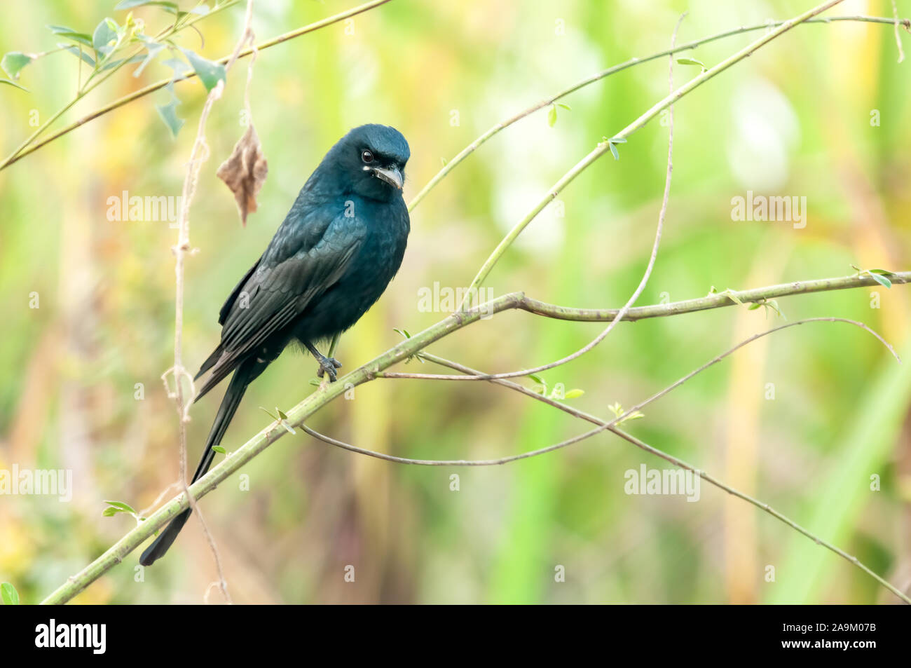 Eine schwarze Drongo sitzen auf einem Busch beobachten Scharf Stockfoto