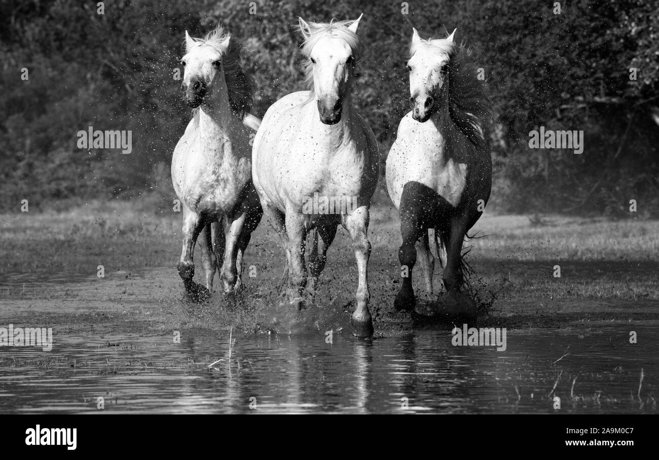 Camargue Pferde in das Feuchtgebiet an der Mündung des Flusses Rhône im Süden Frankreichs Stockfoto