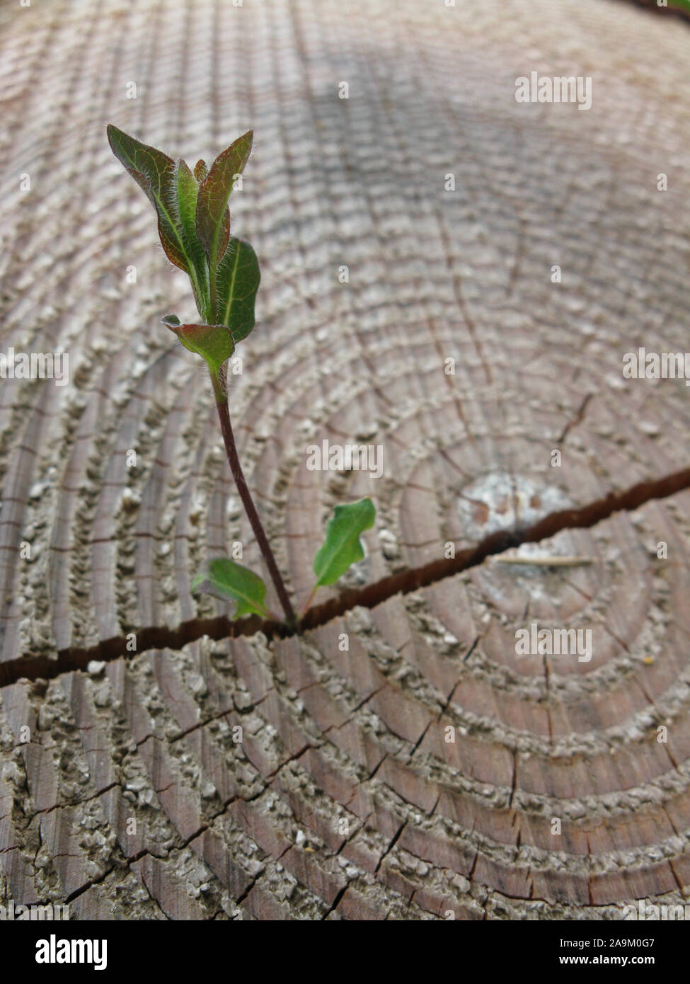 Ein gerissenes, verworfen Baum Ring. Ein geißblatt Schießen findet seinen Weg durch den Spalt. Stockfoto