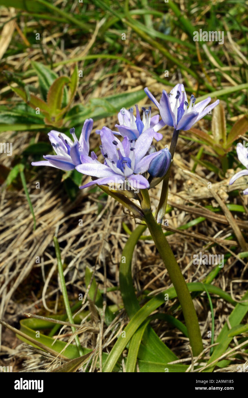 Scilla verna (Frühjahr blausterne) ist in Westeuropa und wird in der Regel in kurzen Trockenrasen in der Nähe des Meeres gefunden. Stockfoto