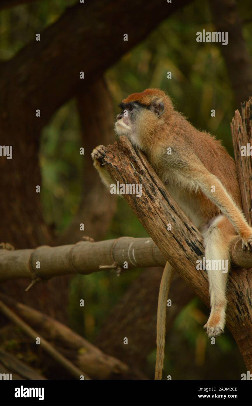 Patas Affe auf einem Ast Stockfoto