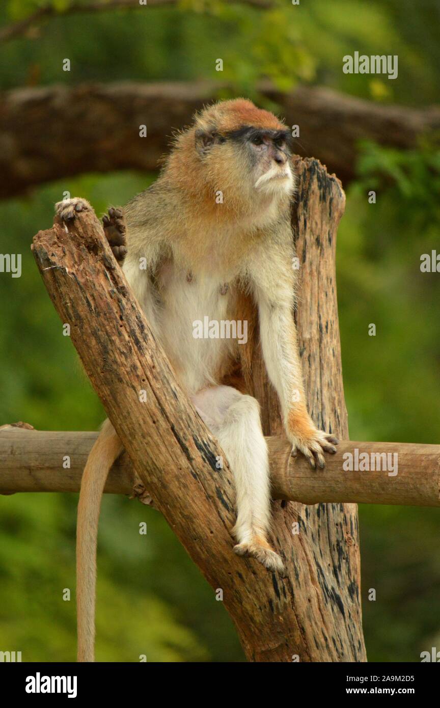 Patas Affe auf einem Ast Stockfoto