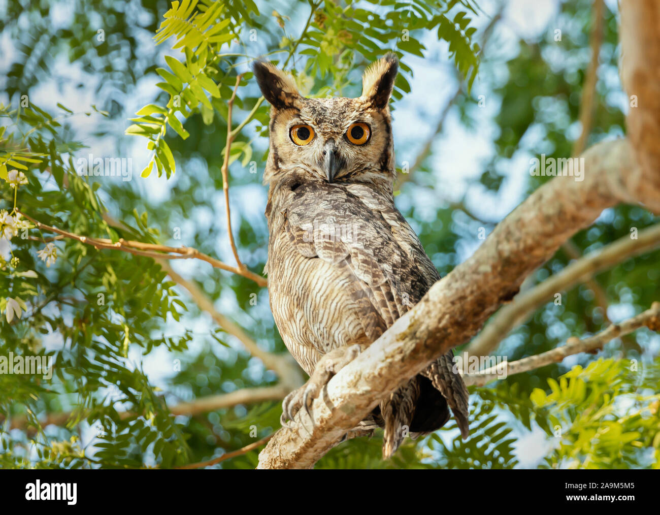 In einem Baum, Pantanal, Brasilien, in der Nähe von Great horned Owl (Bubo virginianus nacurutu) thront. Stockfoto
