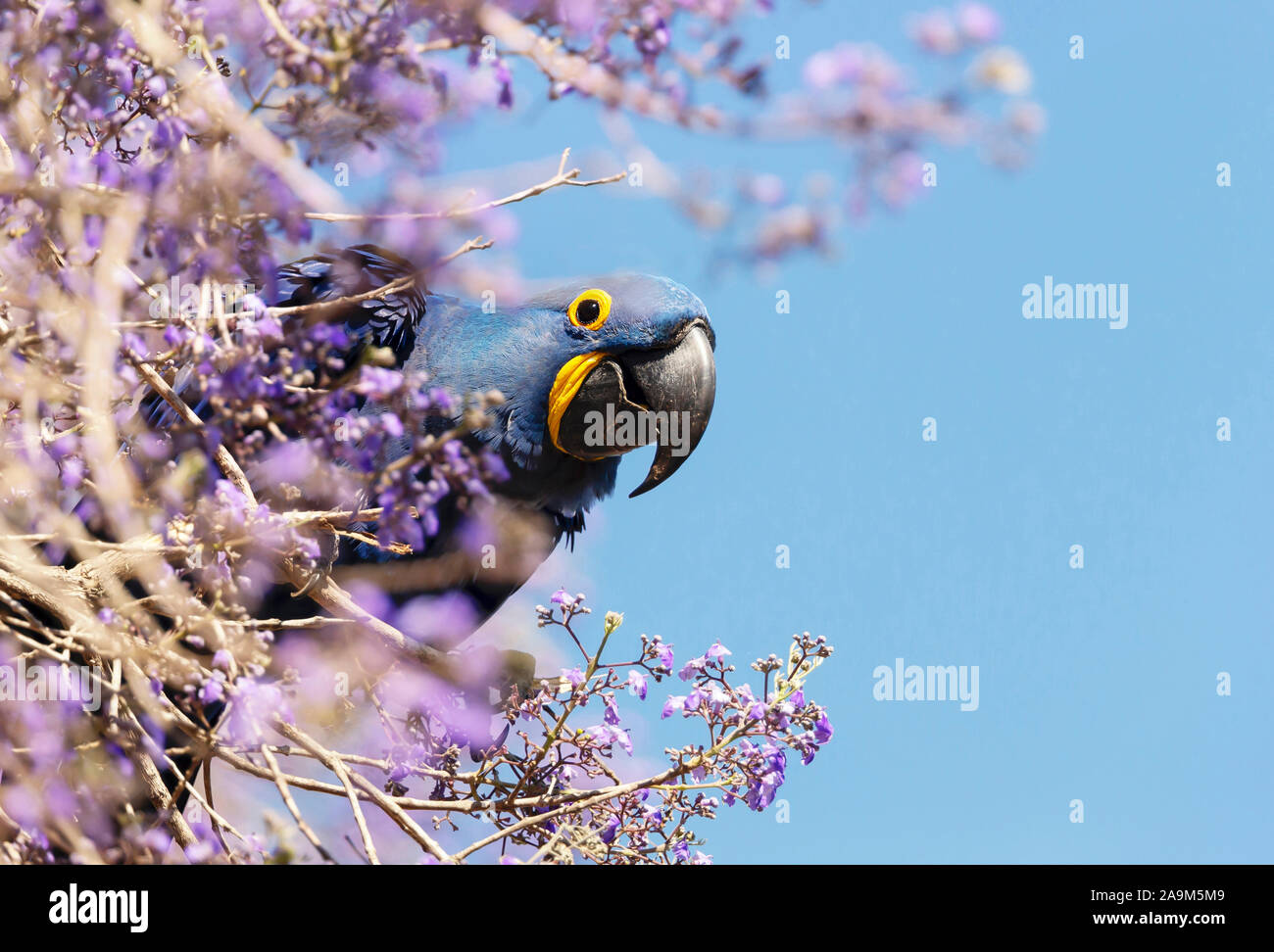 Nahaufnahme eines Hyazinthara thront auf einem Ast im Frühjahr, Süd Pantanal, Brasilien. Stockfoto