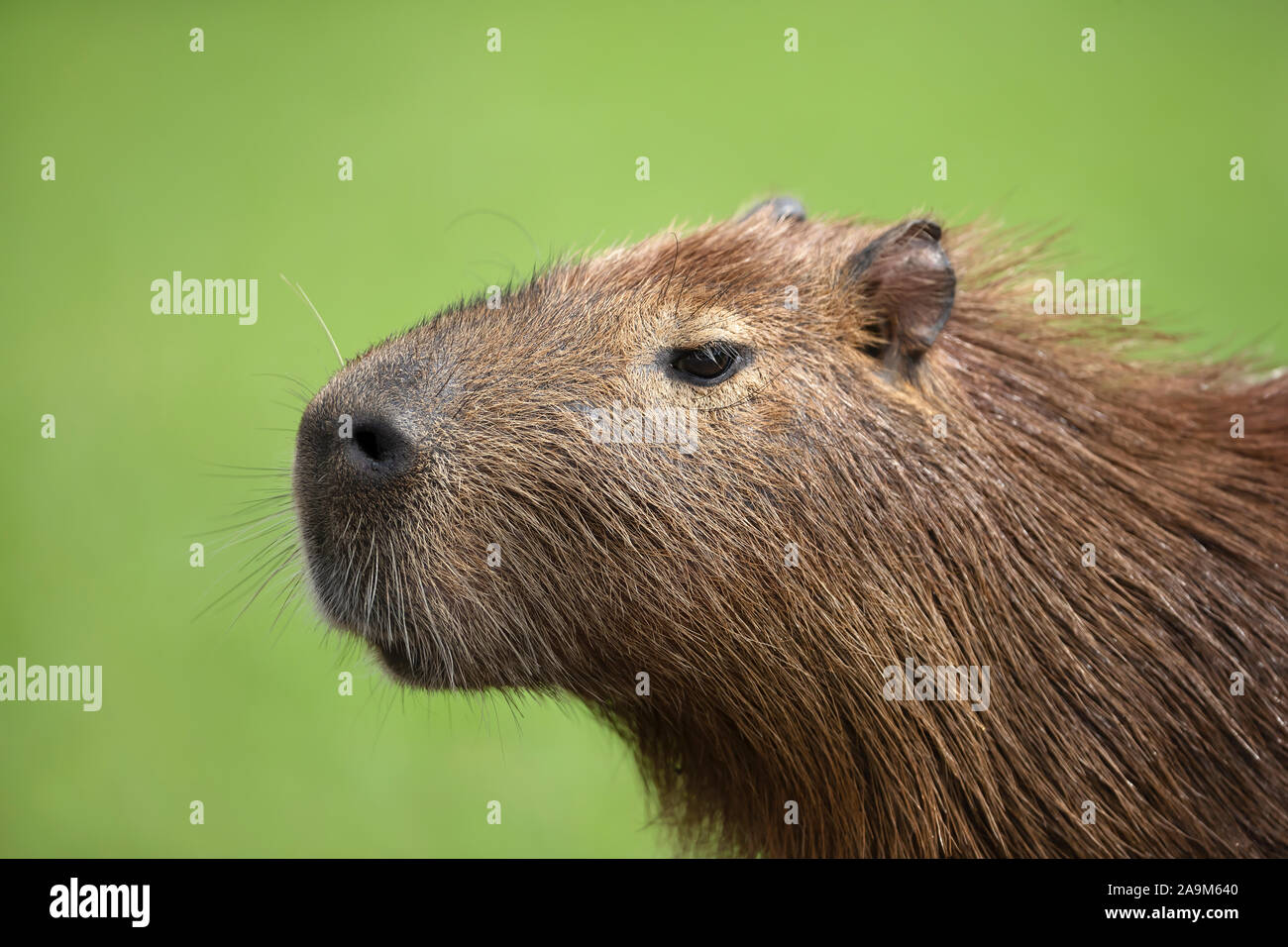 Nahaufnahme von Capybara gegen grünen Hintergrund, North Pantanal, Brasilien. Stockfoto