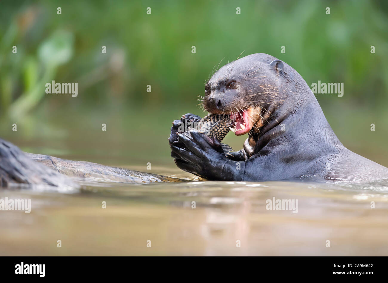 Nahaufnahme eines Riesenotter Fisch essen, Pantanal, Brasilien. Stockfoto