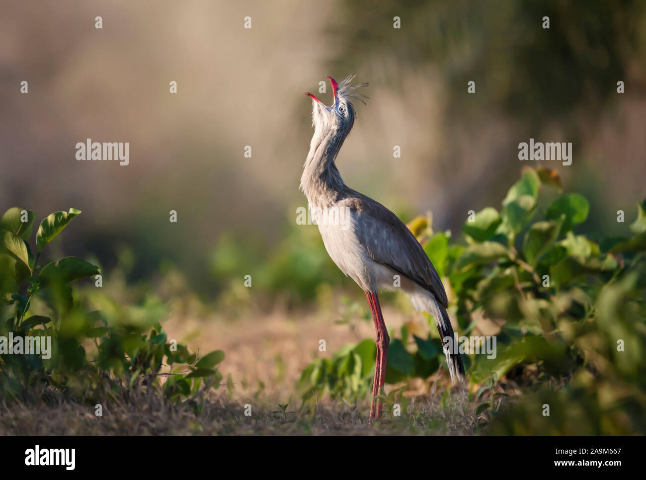 Nahaufnahme eines Red-legged seriema Aufruf, Pantanal, Brasilien. Stockfoto