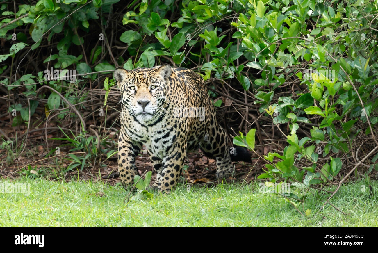 Nahaufnahme von einem Jaguar aus Büschen, Pantanal, Brasilien. Stockfoto