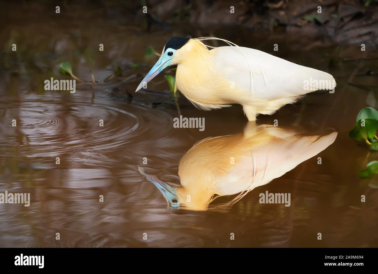 Nahaufnahme von bedeckte Reiher stehend im Wasser, Pantanal, Brasilien. Stockfoto