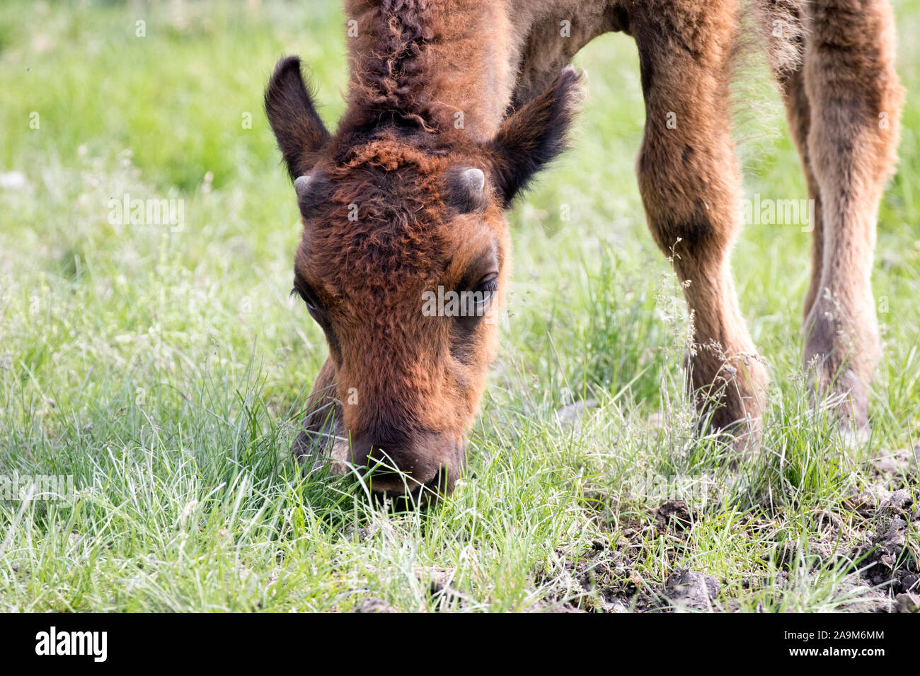 Bison Kalb Beweidung im Yukon, Kanada Stockfoto