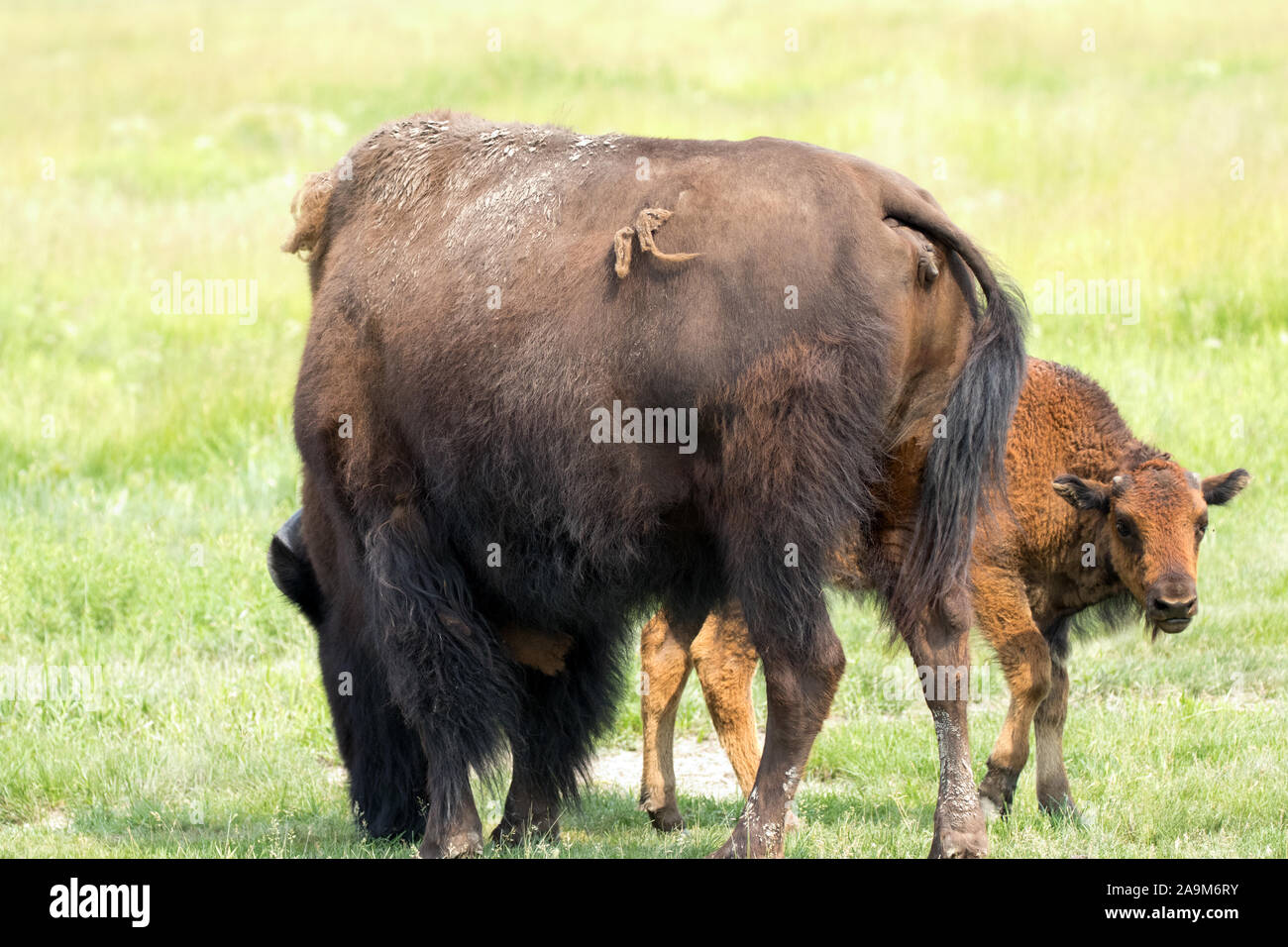 Bison Mutter und Kalb Beweidung im Yukon, Kanada Stockfoto