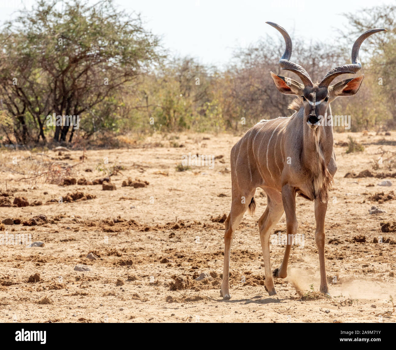 Tierwelt im Etosha National Park, Namibia, Afrika Stockfoto