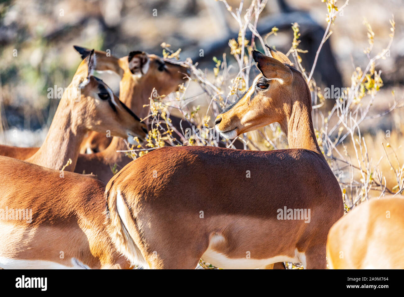 Tierwelt im Etosha National Park, Namibia, Afrika Stockfoto