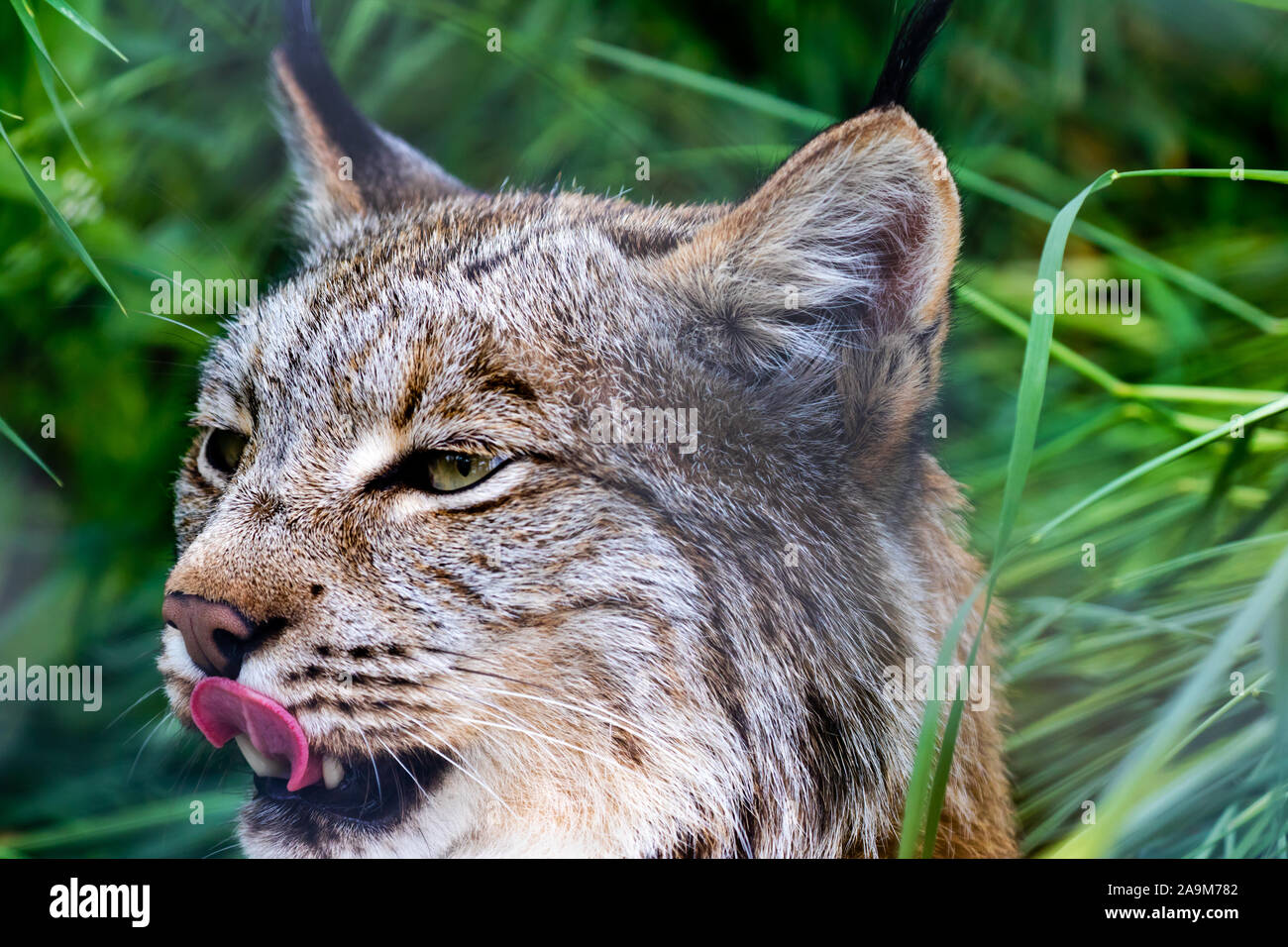 Luchs Porträt im Yukon, Kanada. Stockfoto